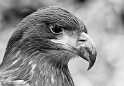 Falknerei Berg Land Tiere D34_9946 als Smartobjekt-1 als Smartobjekt-1 Kopie